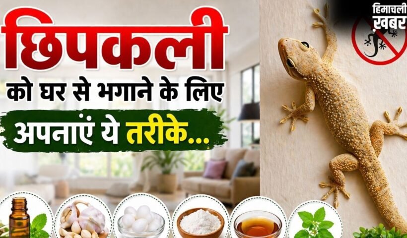 घर में छिपकलियों की संख्या हो गई है ज्यादा, भगाने के लिए अपना सकते हैं 3 घरेलू उपाय