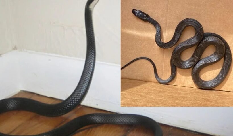 घरˈ में घुस जाए सांप तो घबराएं नहीं रसोई में रखी इस 1 चीज का करें छिड़काव तुरंत भाग जाएगा सांप