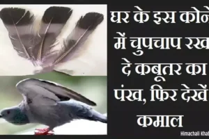 घरके इस कोने में चुपचाप​ रख दे कबूतर का पंख, फिर देखें कमाल