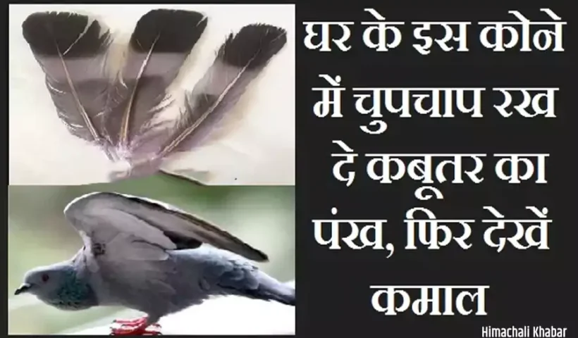 घरके इस कोने में चुपचाप​ रख दे कबूतर का पंख, फिर देखें कमाल