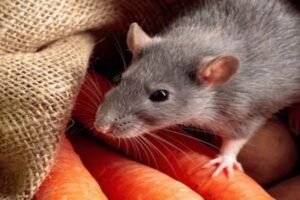 चूहा समेत 5 चीजें सपने में दिखे तो समझिए खुलने वाला है भाग्य मां लक्ष्मी हो गई हैं मेहरबान