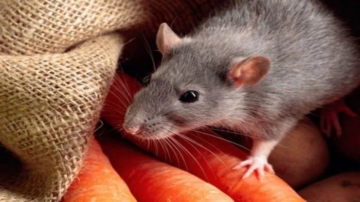 चूहा समेत 5 चीजें सपने में दिखे तो समझिए खुलने वाला है भाग्य मां लक्ष्मी हो गई हैं मेहरबान