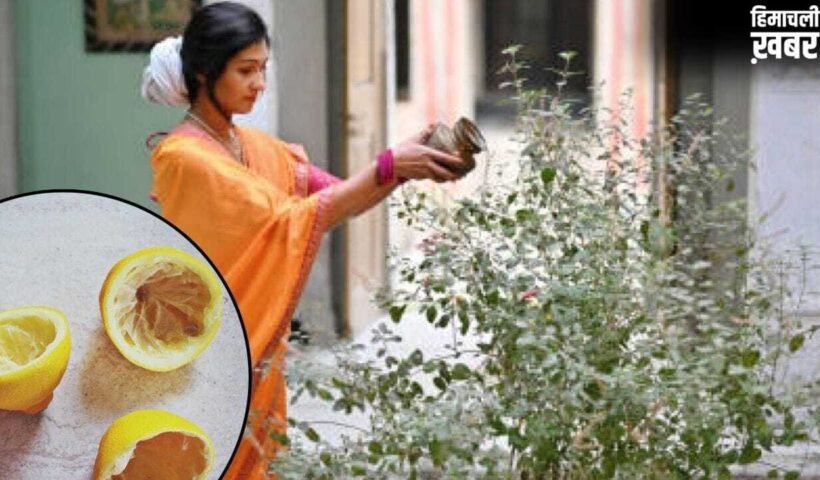 तुलसी के पौधे ने नींबू का छिलका डालने से क्या होता है ? यहां जानें 5 फायदे