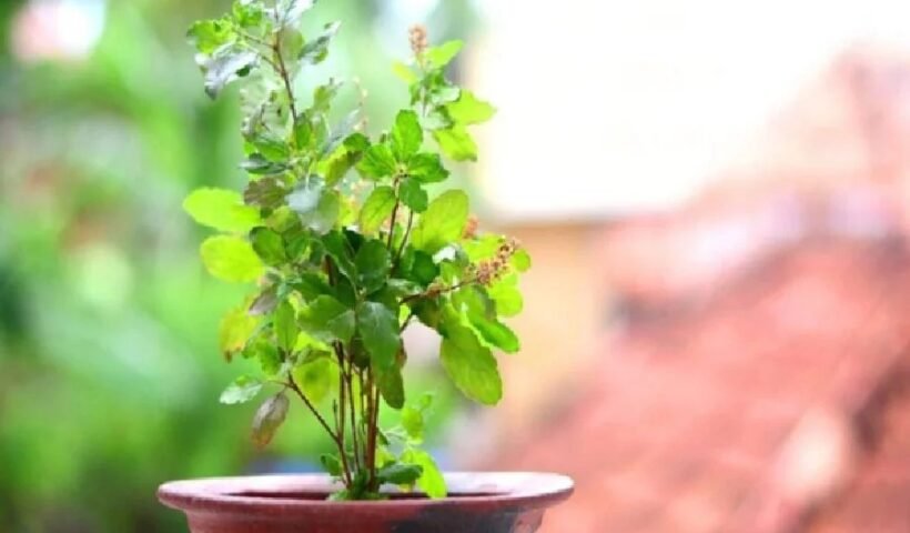 तुलसी में उगेंगे बड़े-बड़े पत्ते ! सिर्फ 1 रुपये में करें जुगाड़, हरा भरा हो जाएगा पौधा