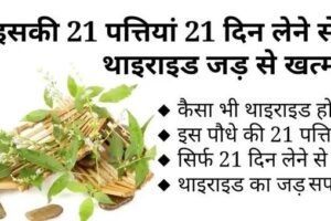थाइराइडˈ का इलाज आसान: रोज 21 दिन लें ये पत्तियां और पाएं स्थायी राहत