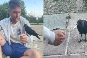 नशेड़ीˈ निकला कौआ मुंह से छीनकर पी जाता था सिगरेट लालच में इंसान को बना लिया बेस्ट फ्रेंड