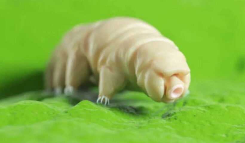 नाˈ ऑक्सीजन, ना पानी.. फिर भी जिंदा! धरती का ‘बाहुबली है ये जीव, साइंस भी हैरान