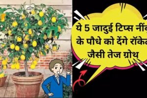 नींबूˈ का पौधा सूखा-सूखा लग रहा है? अपनाओ ये 5 देसी उपाय और तैयार हो जाओ बंपर फसल के लिए