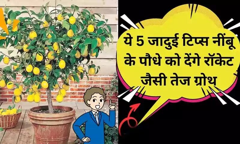 नींबूˈ का पौधा सूखा-सूखा लग रहा है? अपनाओ ये 5 देसी उपाय और तैयार हो जाओ बंपर फसल के लिए
