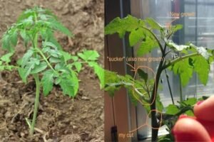 पत्तीˈ तोड़ने या पानी ना मिलने पर दर्द से चीखते हैं पौधे इन जानवरों को सुनाई देती हैं आवाज़