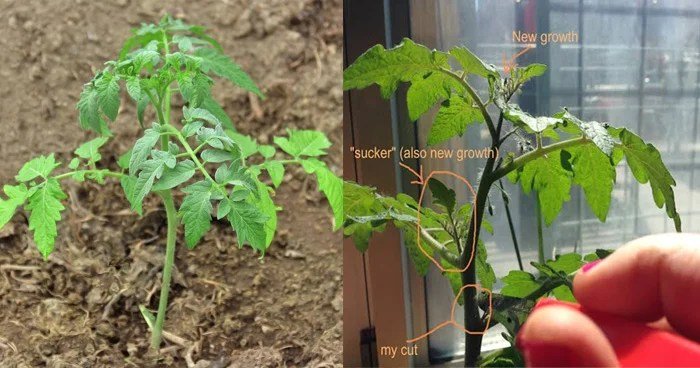 पत्तीˈ तोड़ने या पानी ना मिलने पर दर्द से चीखते हैं पौधे इन जानवरों को सुनाई देती हैं आवाज़