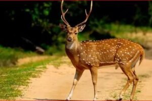 पहले कुत्तों के हमले से बचाया, फिर उसी हिरण को मारकर खा गए, रायगढ़ में पांच अरेस्ट