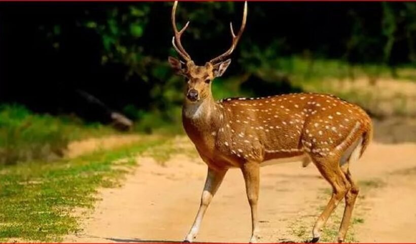 पहले कुत्तों के हमले से बचाया, फिर उसी हिरण को मारकर खा गए, रायगढ़ में पांच अरेस्ट