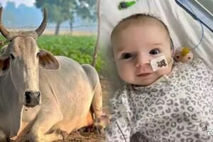 फरिश्ताˈ बनी गौमाता। 13 हफ्ते की बच्ची की बचाई जान फिर से धड़कने लगा दिल