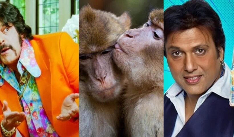 बंदरˈ हीरो गोविंदा-चंकी का साइड रोल….वो सुपरहिट फिल्म जिसमें सबसे ज्यादा ‘Monkey को मिली फिस