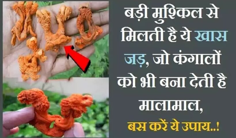 बड़ी​​​ मुश्किल से मिलती है ये खास जड़, जो कंगालों को भी मालामाल बना देती है, बस करें ये उपाय..!