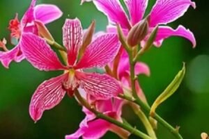 बवासीर के लिए काल है कचनार के पेड़ की जड़, जान लें प्रयोग का सही तरीका