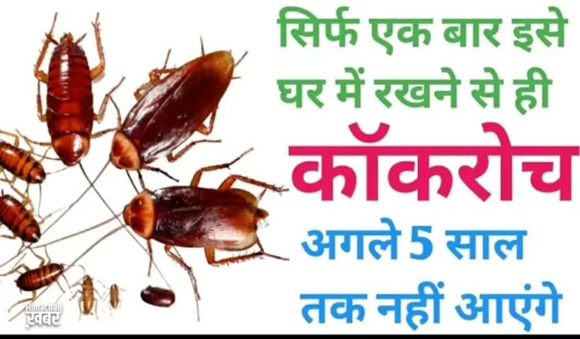 बस दो मिनट में सारे कॉकरोच को किचन से बाहर कर देगा ये तरीका, कीजिए बस ये काम