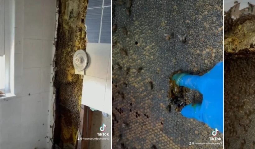 बाथरूम की दीवार बन गई थी डरावनी आवाज़ का बसेरा, जब दीवार टूटी फिर पता चली सच्चाई