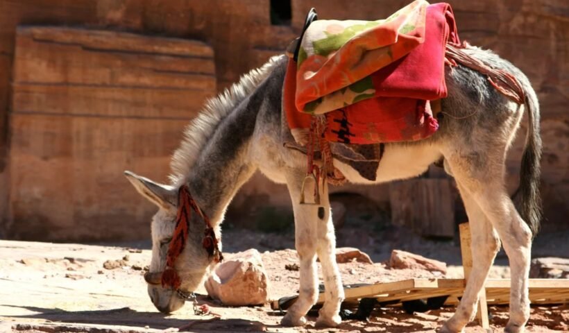 बाप-बेटेˈ गधे पर बैठे थे लोग बोले ‘कितने निर्दयी हैं दोनों उतर गए लेकिन फिर हो गई ये बड़ी चोट