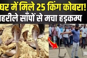 बापˈ रे बाप…गिनें या बचकर भागे, धड़ाधड़ एक के बाद एक घर से निकले 25 कोबरा…देख फटी रह गईं आंखें…