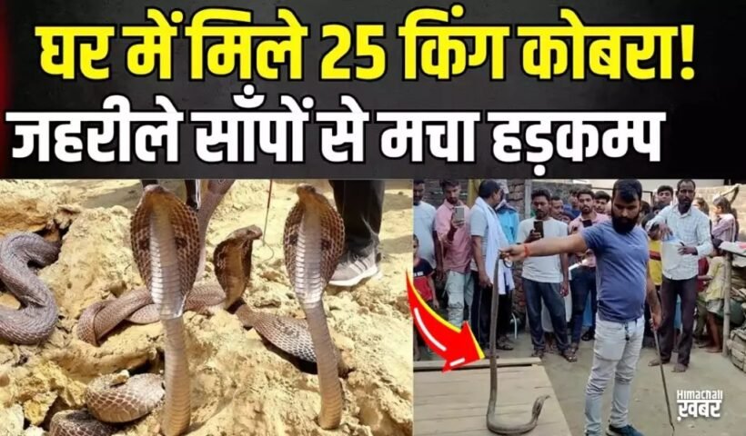बापˈ रे बाप…गिनें या बचकर भागे, धड़ाधड़ एक के बाद एक घर से निकले 25 कोबरा…देख फटी रह गईं आंखें…