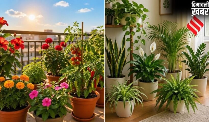 बालकनी में लगा रखे हैं पौधे तो ध्यान दें, जानें कौन से धूप में रखें और किसको घर के अंदर