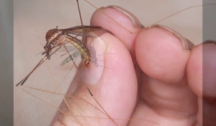 मच्छरआपके घर का पता भूल​ जायेंगे और आपके घर को देखकर डरेंगे जानिये आखिर कैसे