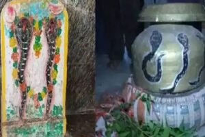 यहां हर साल लगती है सांपों की अदालत, नाग देवता खुद आकर बताते हैं क्यों काटा था