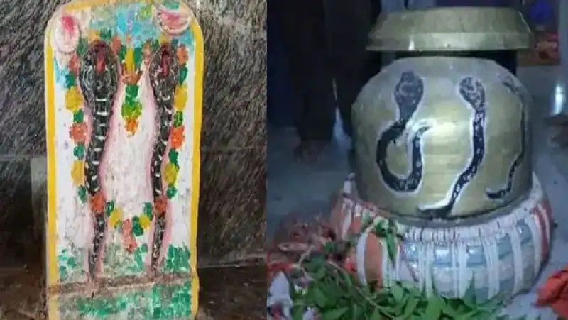 यहां हर साल लगती है सांपों की अदालत, नाग देवता खुद आकर बताते हैं क्यों काटा था