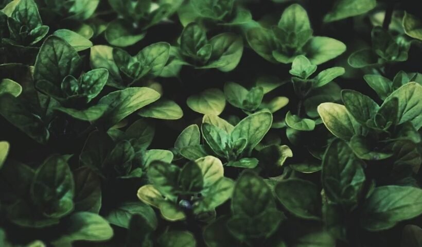 ये रहस्यमयी पौधा बाहर निकला पेट घटाए, 21 दिन में गठिया मिटाए और गंजेपन में नए बाल उगाए