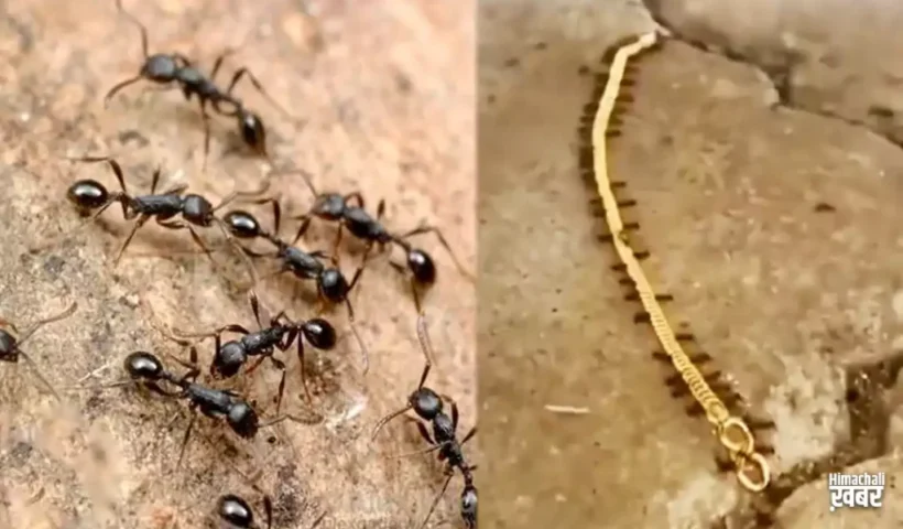 लुटेरीचींटियां: सोने की चेन पर​ मारा हाथ घसीटते हुए अपने साथ ले गई देखें Video