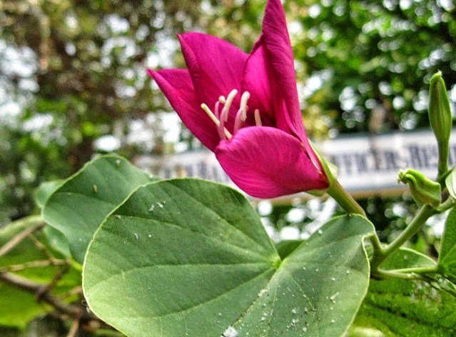 शरीरˈ में गाँठ किसी भी तरह की हो या फोड़े-फुंसी हो; इन सब के रामबाण घरेलु उपाय