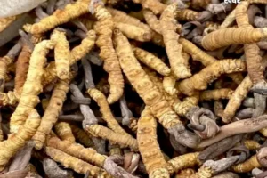 शिलाजीतनहीं ये एक लकड़ी देगी​ घोड़े जितनी ताकत, एक ही बार में पत्नी हो जाएगी खुश