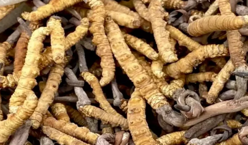 शिलाजीतनहीं ये एक लकड़ी देगी​ घोड़े जितनी ताकत, एक ही बार में पत्नी हो जाएगी खुश