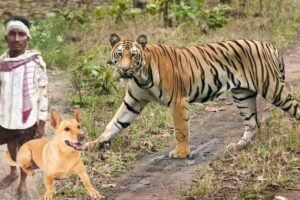 शौचकरने निकले युवक पर बाघ​ ने किया हमला पालतू कुत्ते ने इस तरह से बचाई मालिक की जान