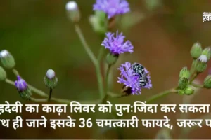 सहदेवीका काढ़ा लिवर को पुनः​ जिंदा कर सकता है। साथ ही जाने इसके 36 चमत्कारी फायदे, जरूर पढ़े
