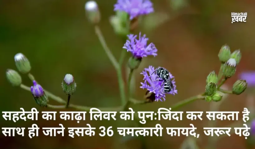 सहदेवीका काढ़ा लिवर को पुनः​ जिंदा कर सकता है। साथ ही जाने इसके 36 चमत्कारी फायदे, जरूर पढ़े