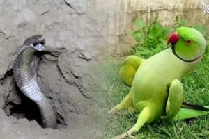 सांपˈ के बिल से लेकर तोता तक अच्छे भाग्य और बेशुमार दौलत का संकेत देते हैं ये 7 सपने