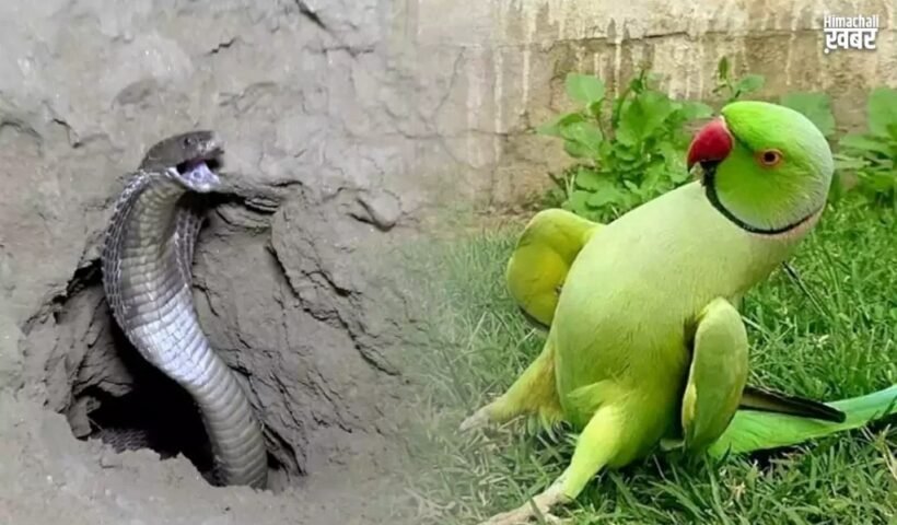 सांपˈ के बिल से लेकर तोता तक अच्छे भाग्य और बेशुमार दौलत का संकेत देते हैं ये 7 सपने