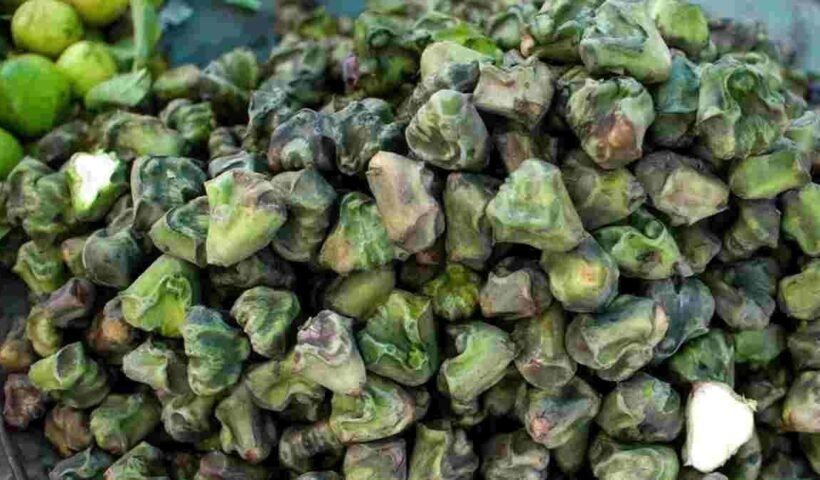 सिंघाड़ेˈ खाने के इन 33 फायदों को जान दाँतो तले ऊँगली दबा लोगें, जरूर पढ़े और शेयर करे