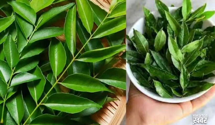 सुबह खाली पेट करी पत्ता चबाने की दाल लें आदत, मिलेंगे ये चमत्कारी फायदे, नहीं जानते होंगे आप