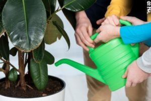 सुबह या शाम, गर्मियों में पौधों को कब देना चाहिए पानी?