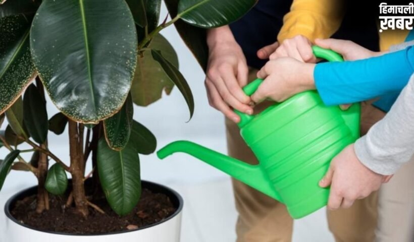 सुबह या शाम, गर्मियों में पौधों को कब देना चाहिए पानी?