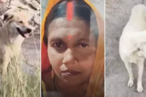 6 दिन से लापता महिला, जांच एजेंसी या पुलिस नहीं! कैसे 2 लावारिस कुत्तों ने सुलझाई मौत की गुत्थी?