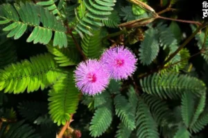 Shami Plant: कंगाल को भी मालामाल बना सकता है शमी का पौधा, बस जान लें सही दिशा और वास्तु नियम।​