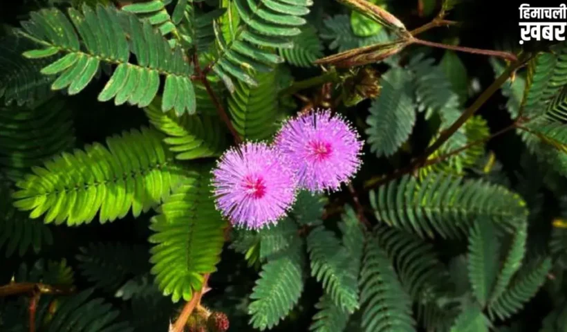 Shami Plant: कंगाल को भी मालामाल बना सकता है शमी का पौधा, बस जान लें सही दिशा और वास्तु नियम।​