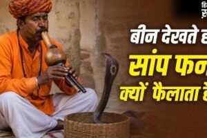 Snake Charmer Myths: क्या सपेरा बीन की आवाज से सांप को मदहोश कर देता है? यहां समझें पूरा सच​
