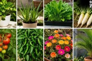 कम देखभाल में भी गर्मी में तेजी बढ़ते हैं ये पौधे, बस इन बातों का ध्यान​