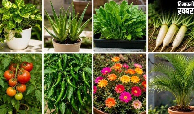 कम देखभाल में भी गर्मी में तेजी बढ़ते हैं ये पौधे, बस इन बातों का ध्यान​